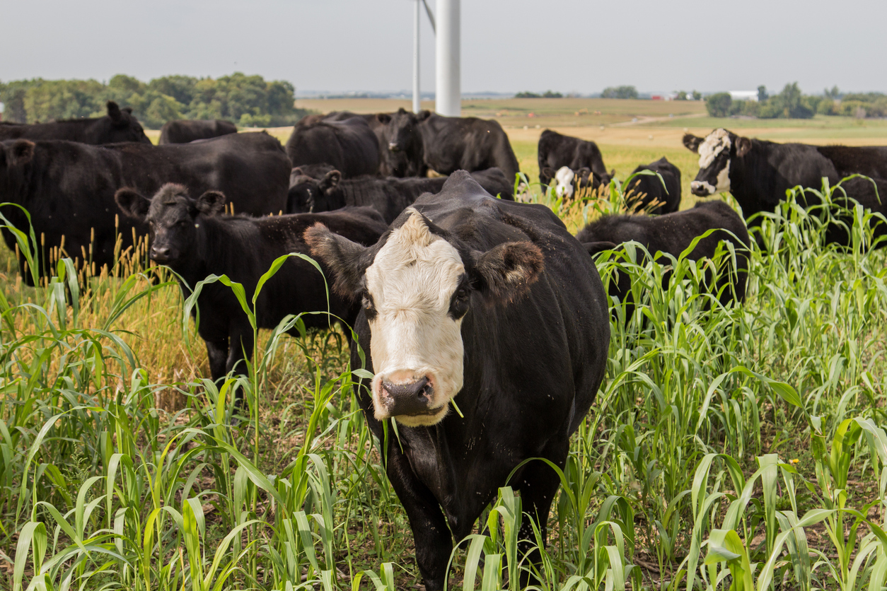 Herd of cows grazing on a field of sorghum sudangrass. (Photo: iStock - PBouman)