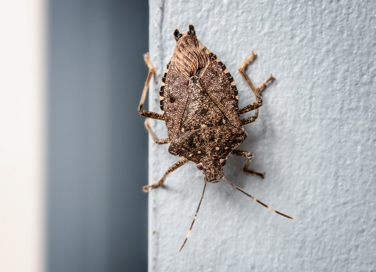 Brown marmorated stink bug on wall, upside down. (Photo: iStock - Petra Richli)