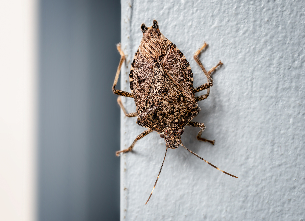 Brown marmorated stink bug on wall, upside down. (Photo: iStock - Petra Richli)