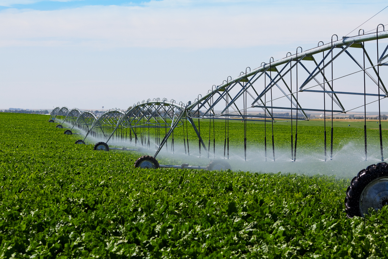 An irrigation pivot watering a field of turnips. (Photo: iStock - Songbird839)