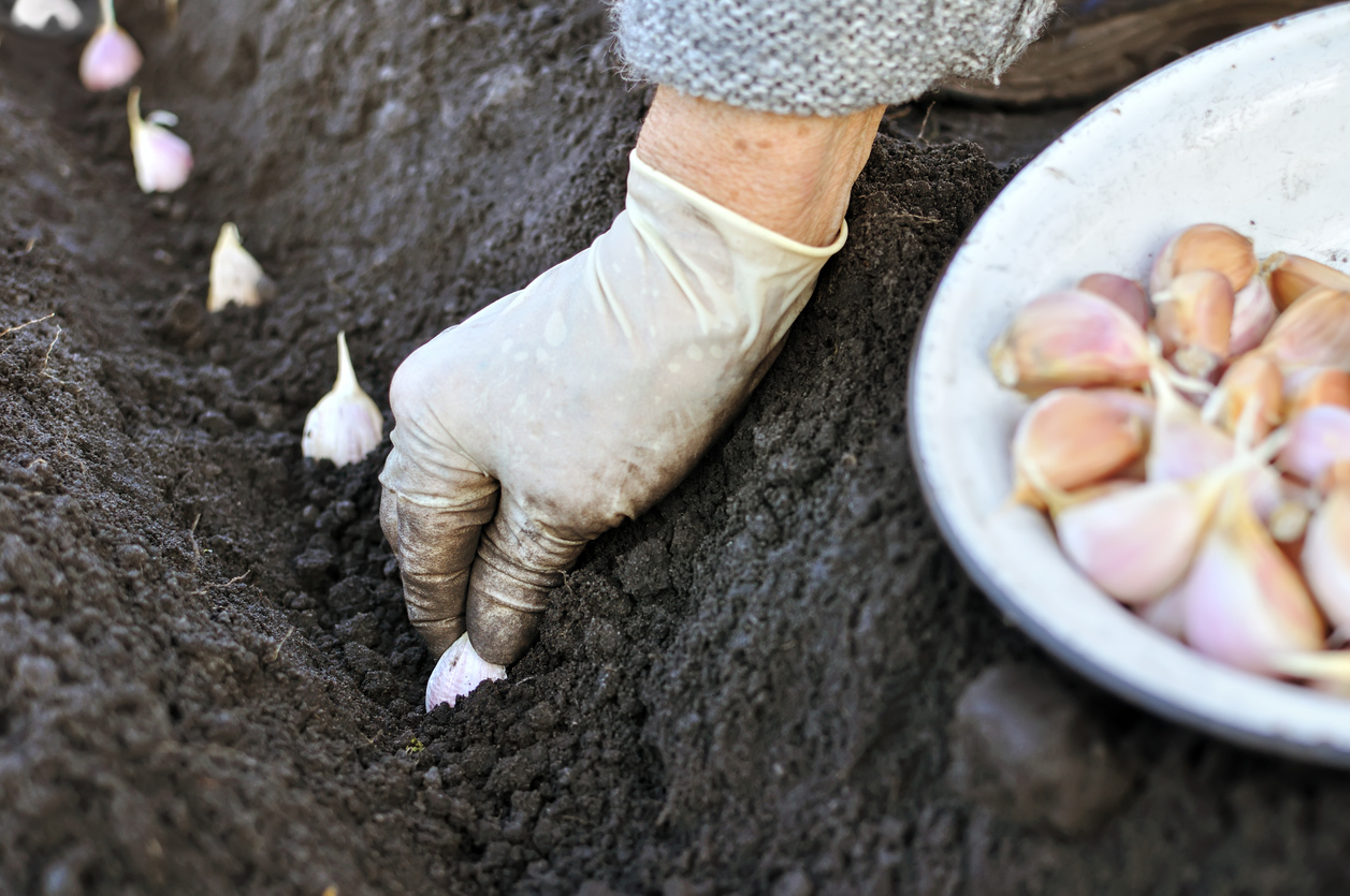 Farmer planting garlic in the vegetable garden (Photo: iStock - YuriyS)