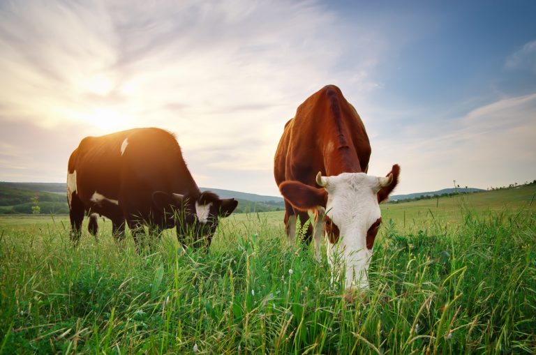 Cows on green meadow. (iStock │ #519861662 - Toltek)