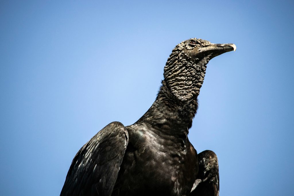 Circling solutions for black vulture attacks 