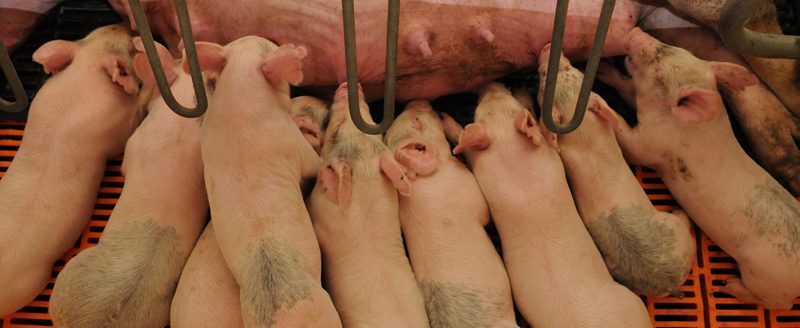 Sow with piglets (Photo: Kansas State University Extension)