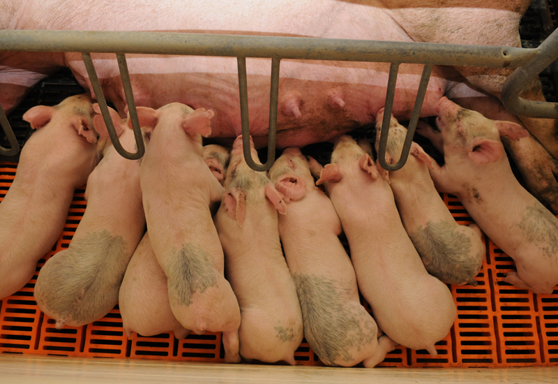 Sow with piglets (Photo: Kansas State University Extension)