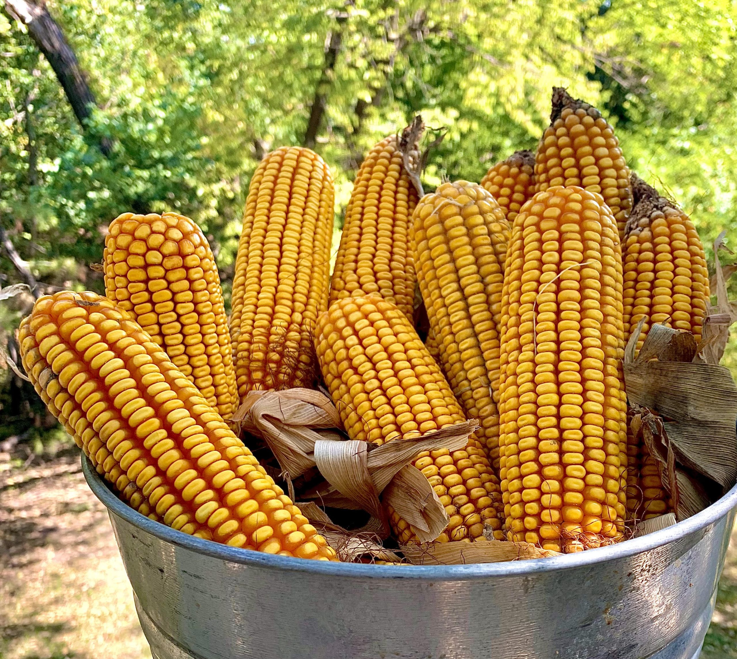 This pail of irrigated corn from a north-central Kansas field, should produce a pleasing yield, but the price is so far disappointing. (Journal photo by Tim Unruh.)