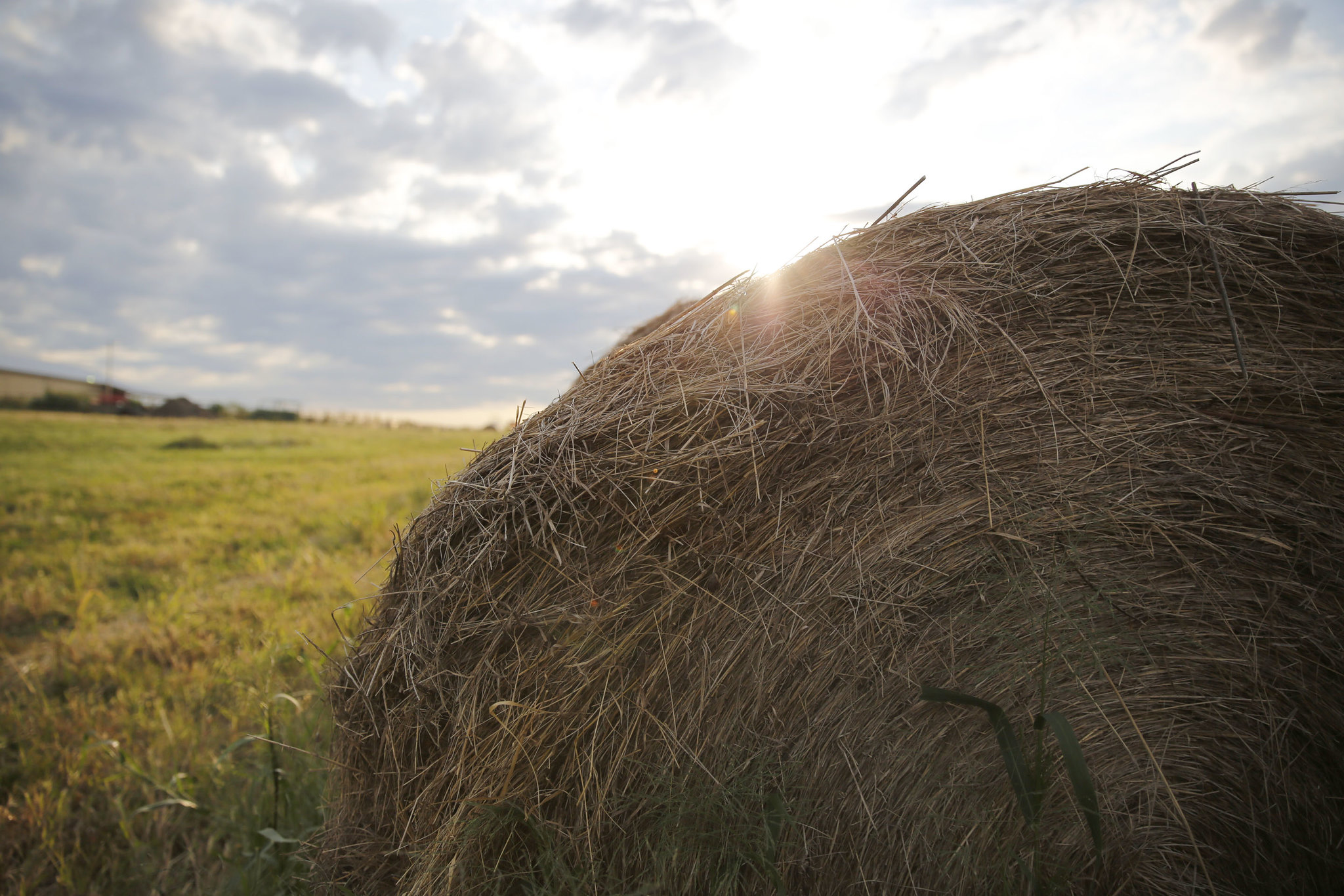 Hay bale in a field (Photo courtesy MU College of Agriculture, Food and Natural Resources.)