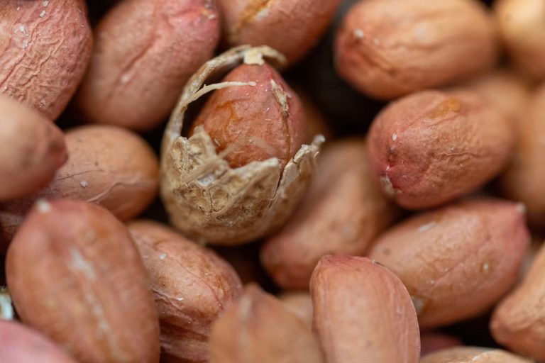 A Texas A&M research team is developing high-oil peanut varieties.(Photo courtesy Michael Miller/Texas A&M AgriLife Marketing and Communications.)
