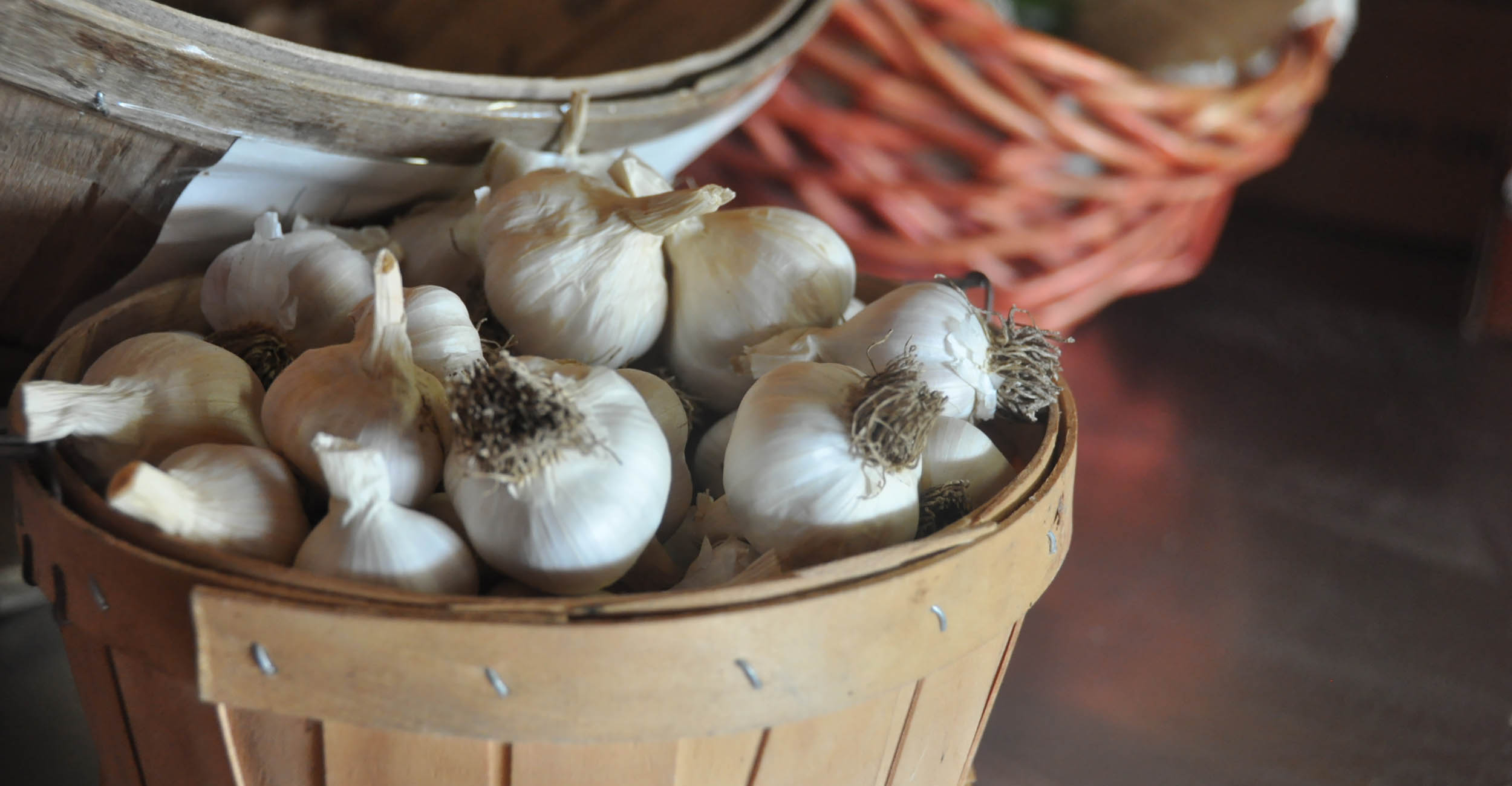 The first workshop for OSU’s Beginning Farmer and Rancher Program is the Beginning Farmer Garlic Workshop on Nov. 14, based on a research project started in 2023 to evaluate how 10 garlic varieties grow in the Oklahoma climate. (Photo by Mitchell Alcala, OSU Agriculture)