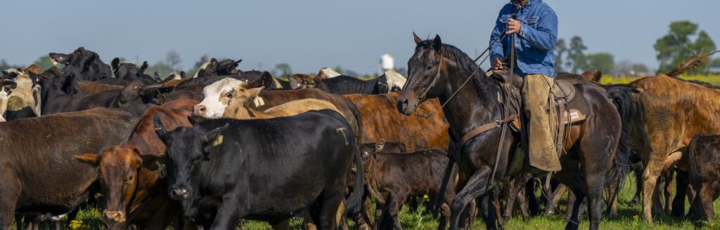 Ranch horses need a forage-based diet for their health, energy and overall performance. (Michael Miller/Texas A&M AgriLife)