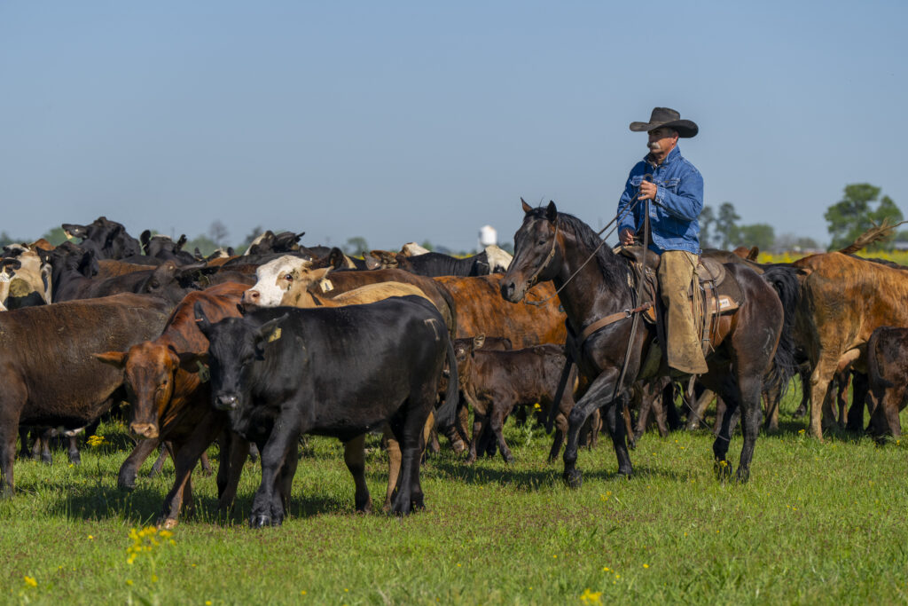 Ranch horses need a forage-based diet for their health, energy and overall performance. (Michael Miller/Texas A&M AgriLife)