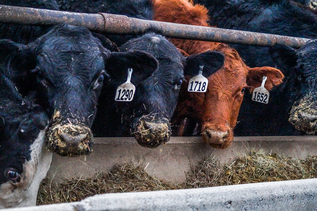 Feeding time with cows (PHOTO: courtesy of Kansas State University Research & Extension)