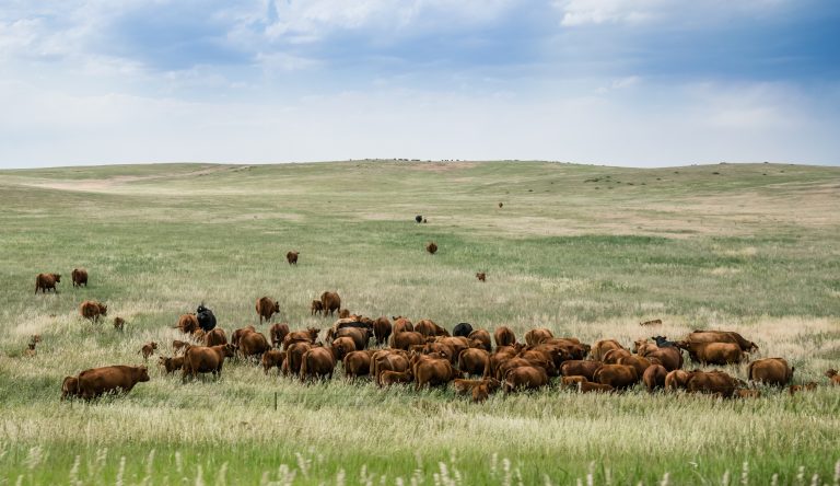Herd of grazing cows on a vast field. (Adobe Stock-#168421307 │ Maryna Konoplytska)