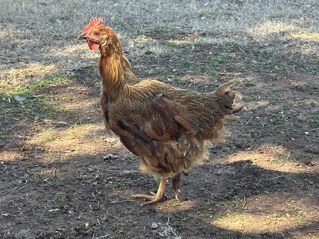 How to support molting chickens