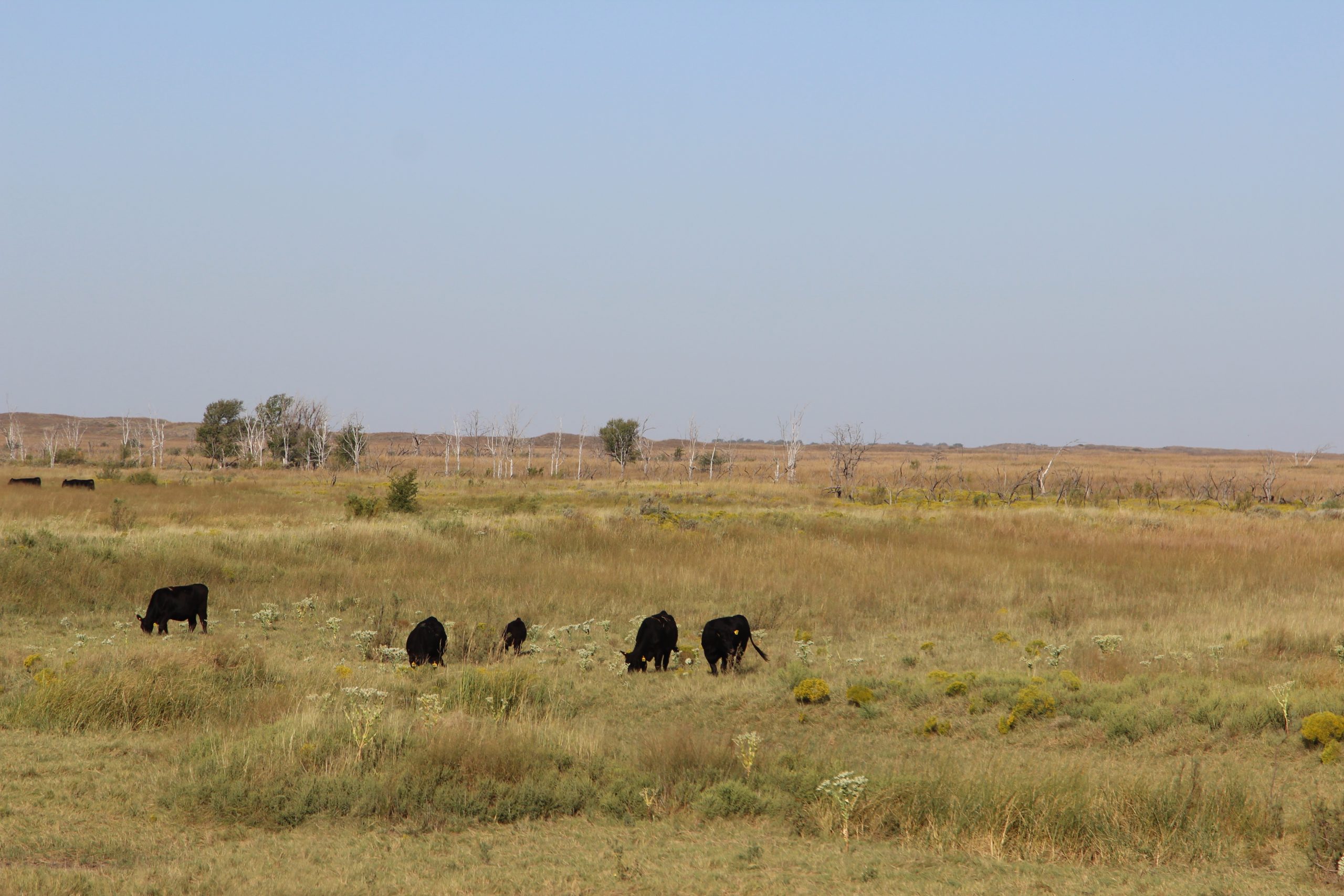 Cattle from the Gardiner Angus Ranch have benefited from rangeland improvement that has also improved habitat for the lesser prairie-chicken on this 20,000-acre tract south of Ashland, Kansas. (Journal photo by Dave Bergmeier.)