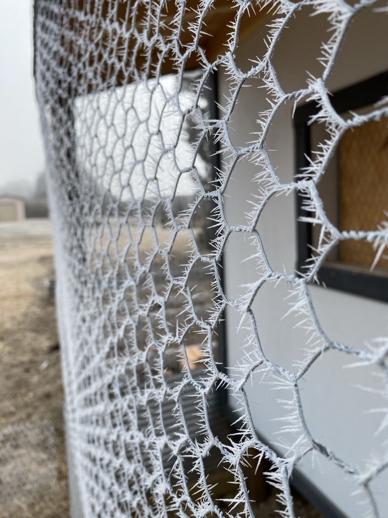 Winter feeding your chickens (Photo: High Plains Journal - Alissa Weece)