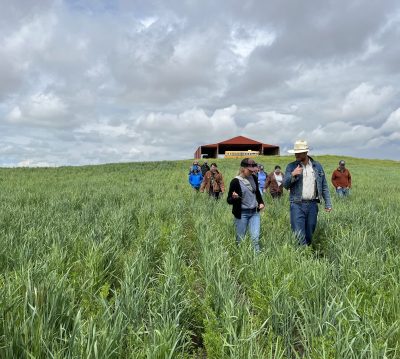 Participants at a field day organized by Hannah Rodgers near Albin, Wyoming in June 2023. Participants are walking through a field of Kernza interspersed with alfalfa. (Photo by Hannah Rodgers)