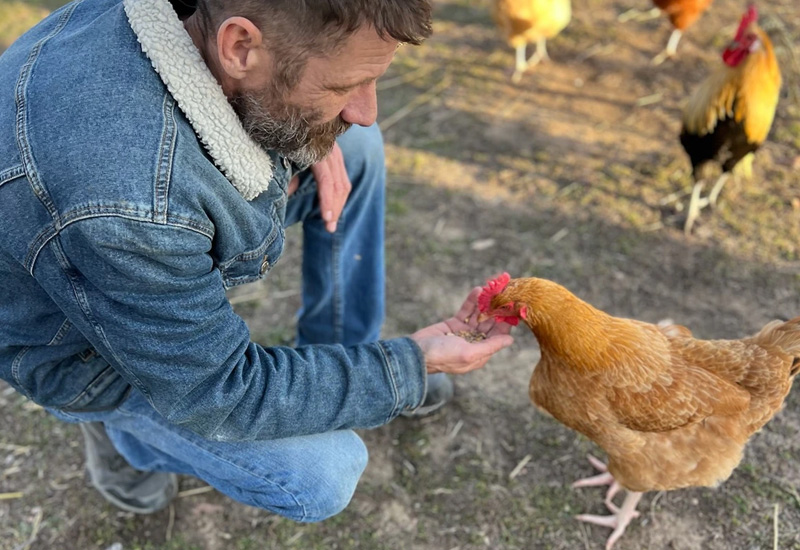 Feeding a chicken (Photo: Joanna Starkey - No Rulz Ranch Hatchery)