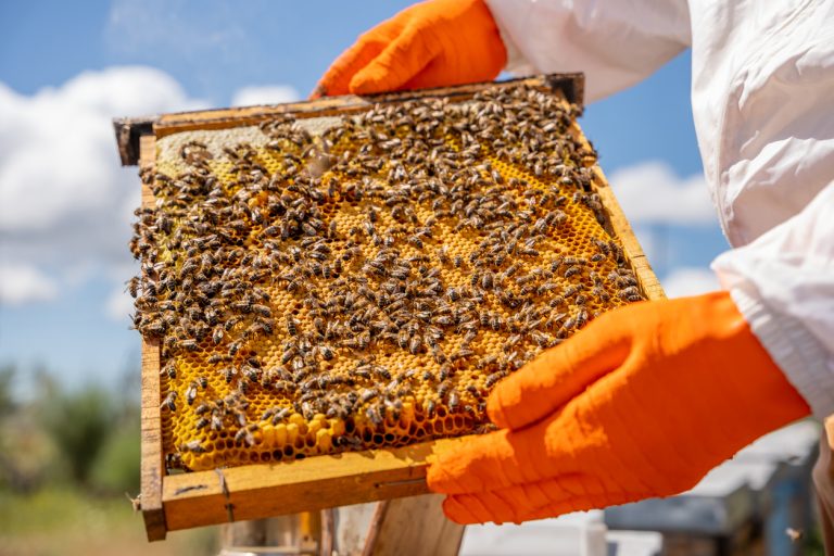 Beekeeper checking a honeycomb full of bees and honey in the cells of his hive. (Photo: iStock - Diego Cerro Jimenez)