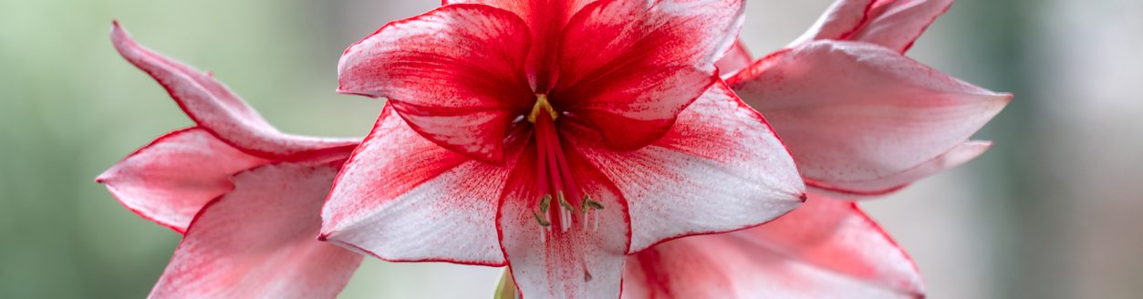 Close up of a pink and white amaryllis flower. (Photo: iStock - TeleMakro Fotografie │ Ina Hensel)