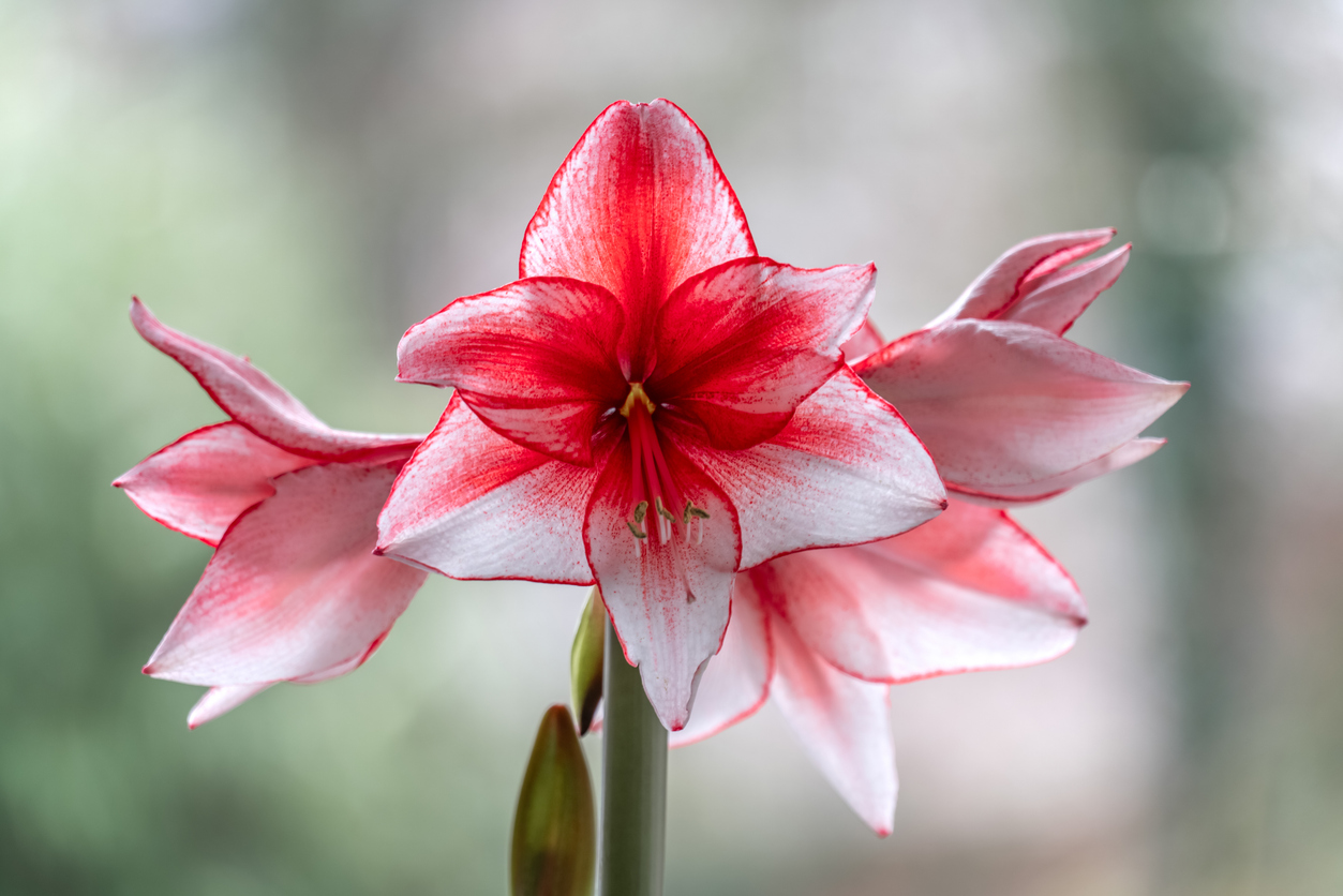 Close up of a pink and white amaryllis flower. (Photo: iStock - TeleMakro Fotografie │ Ina Hensel)