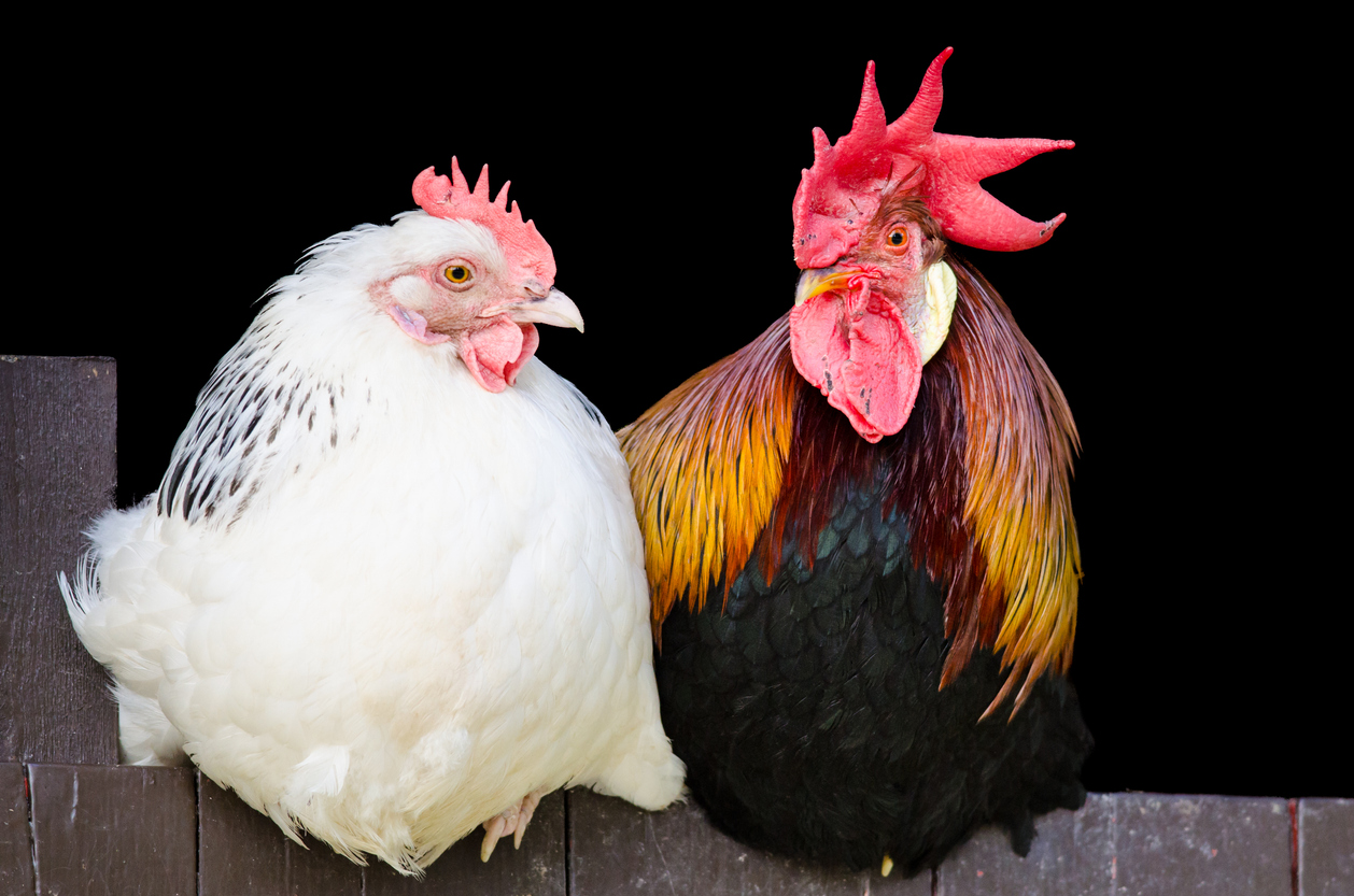 Rooster and hen couple sitting close together on black background (Photo: iStock - rob_lan)