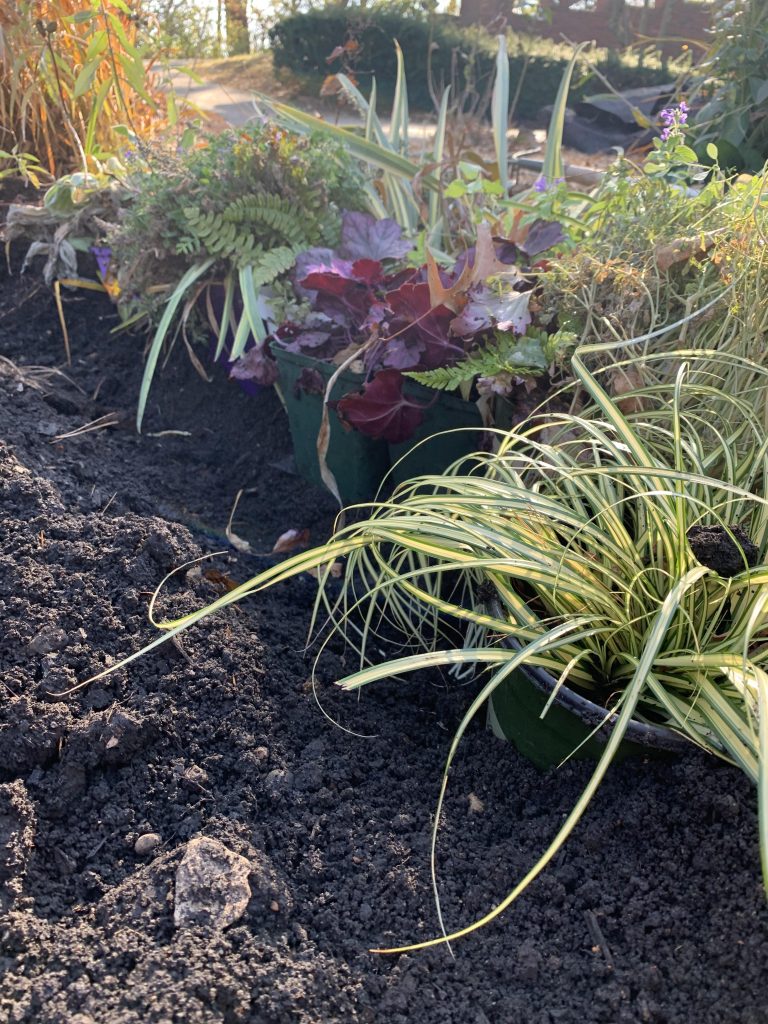 Overwinter pots in the ground (Photo: Iowa State University Extension and Outreach)