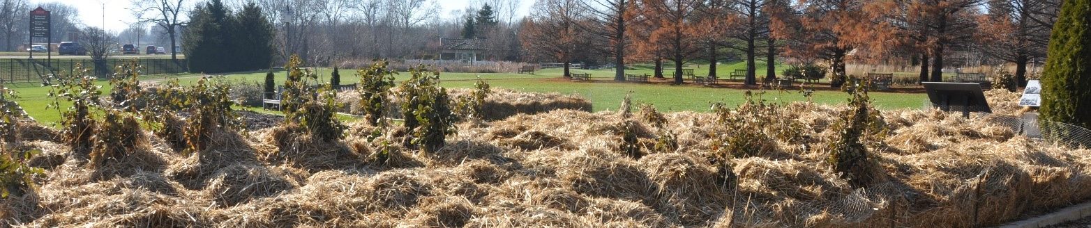 Overwinter roses (Photo: Iowa State University Extension and Outreach)