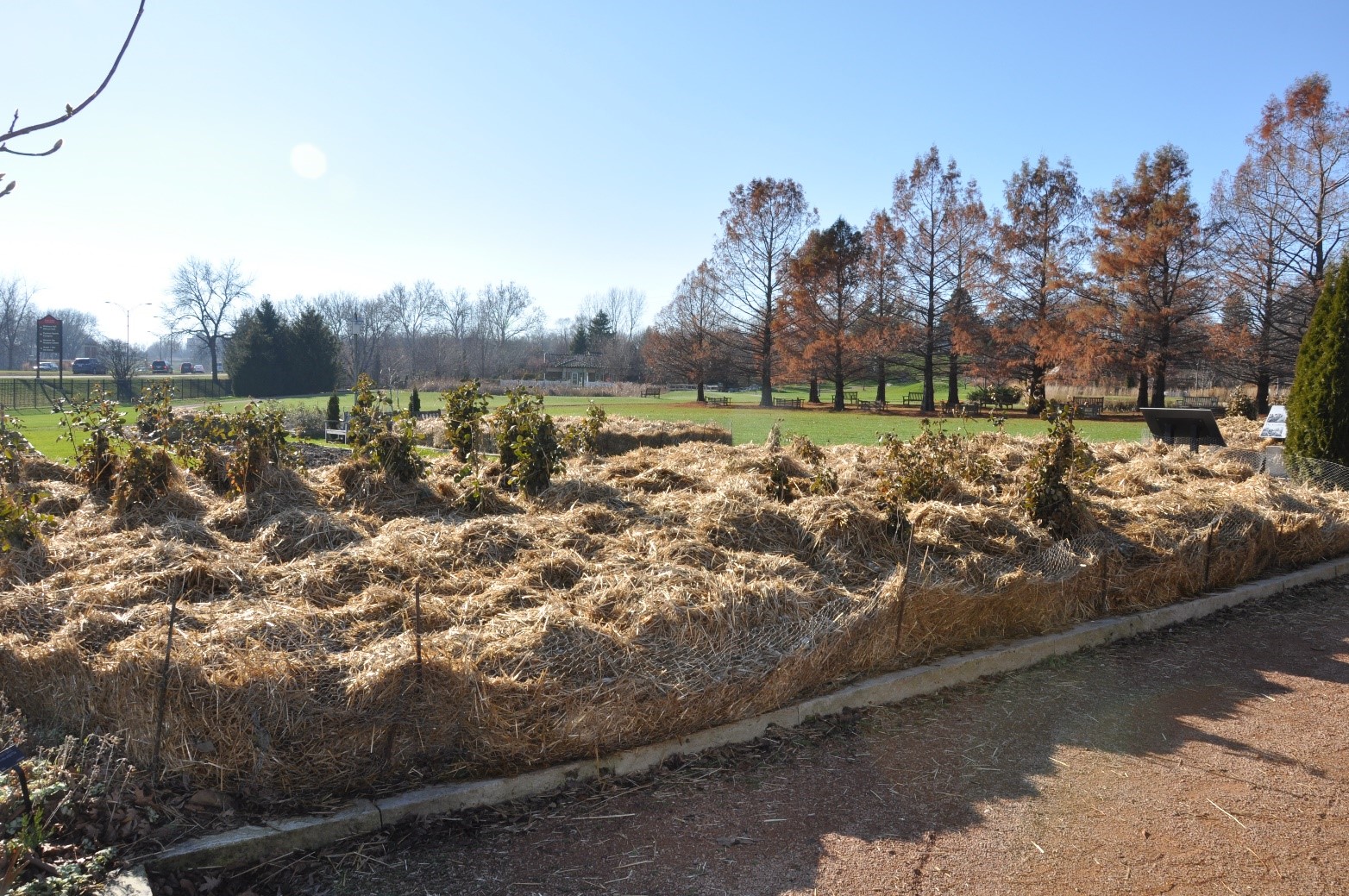 Overwinter roses (Photo: Iowa State University Extension and Outreach)