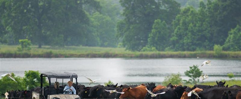 Cooper Hurst moves cattle from one pasture to the next as part of an adaptive multi-paddock grazing methodology, at the Hunt Hill Cattle Company in Woodville, Mississippi. (Photo courtesy of Rob Mattson/Noble Research Institute.)