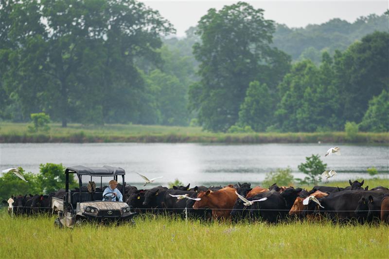 Cooper Hurst moves cattle from one pasture to the next as part of an adaptive multi-paddock grazing methodology, at the Hunt Hill Cattle Company in Woodville, Mississippi. (Photo courtesy of Rob Mattson/Noble Research Institute.)