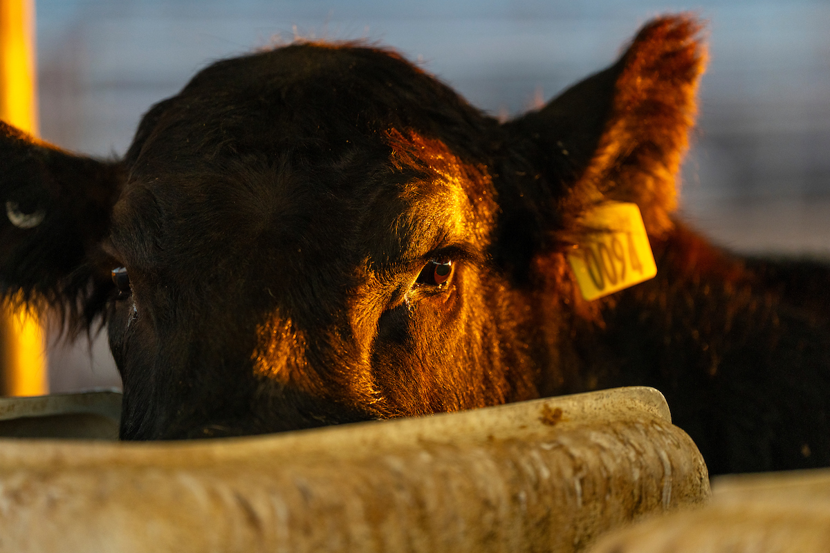 The Texas A&M Veterinary Medical Diagnostic Laboratory is the only laboratory in Texas authorized to perform testing on any livestock destined for export. (Michael Miller/Texas A&M AgriLife)