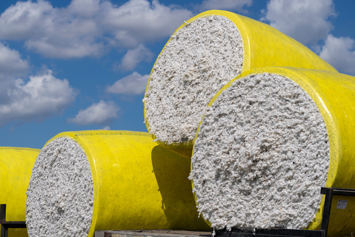 Cotton bales on Tuesday, Sep 17, 2024, in El Campo, Texas. (Michael Miller/Texas A&M AgriLife)