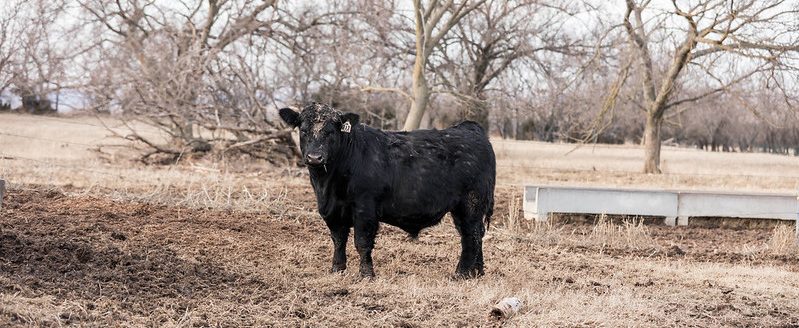 Isolating cattle that join the herd for the first 30 days is an important part of a biosecurity plan, K-State veterinarian Bob Larson said. (Photo: K-State Research and Extension news service)