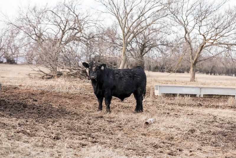 Isolating cattle that join the herd for the first 30 days is an important part of a biosecurity plan, K-State veterinarian Bob Larson said. (Photo: K-State Research and Extension news service)