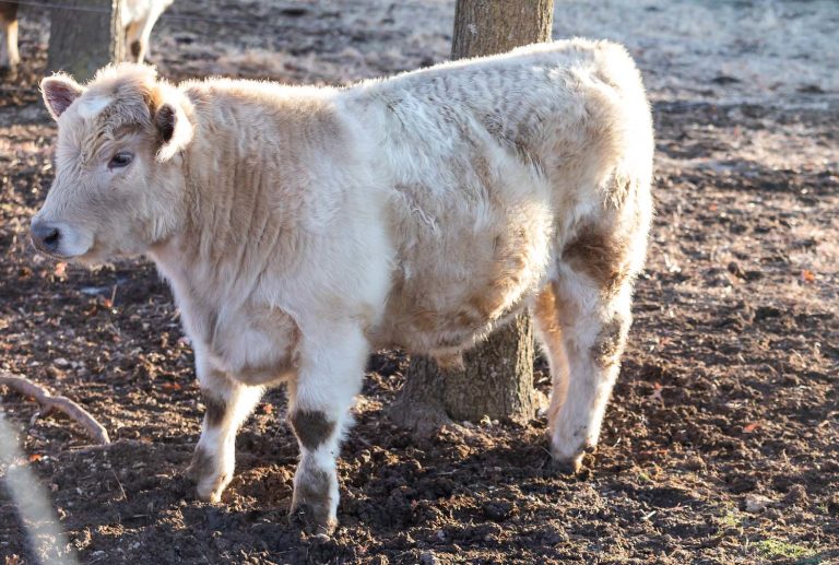 A steer being cared for at home to finish weight. (Photo: K-State Research and Extension)