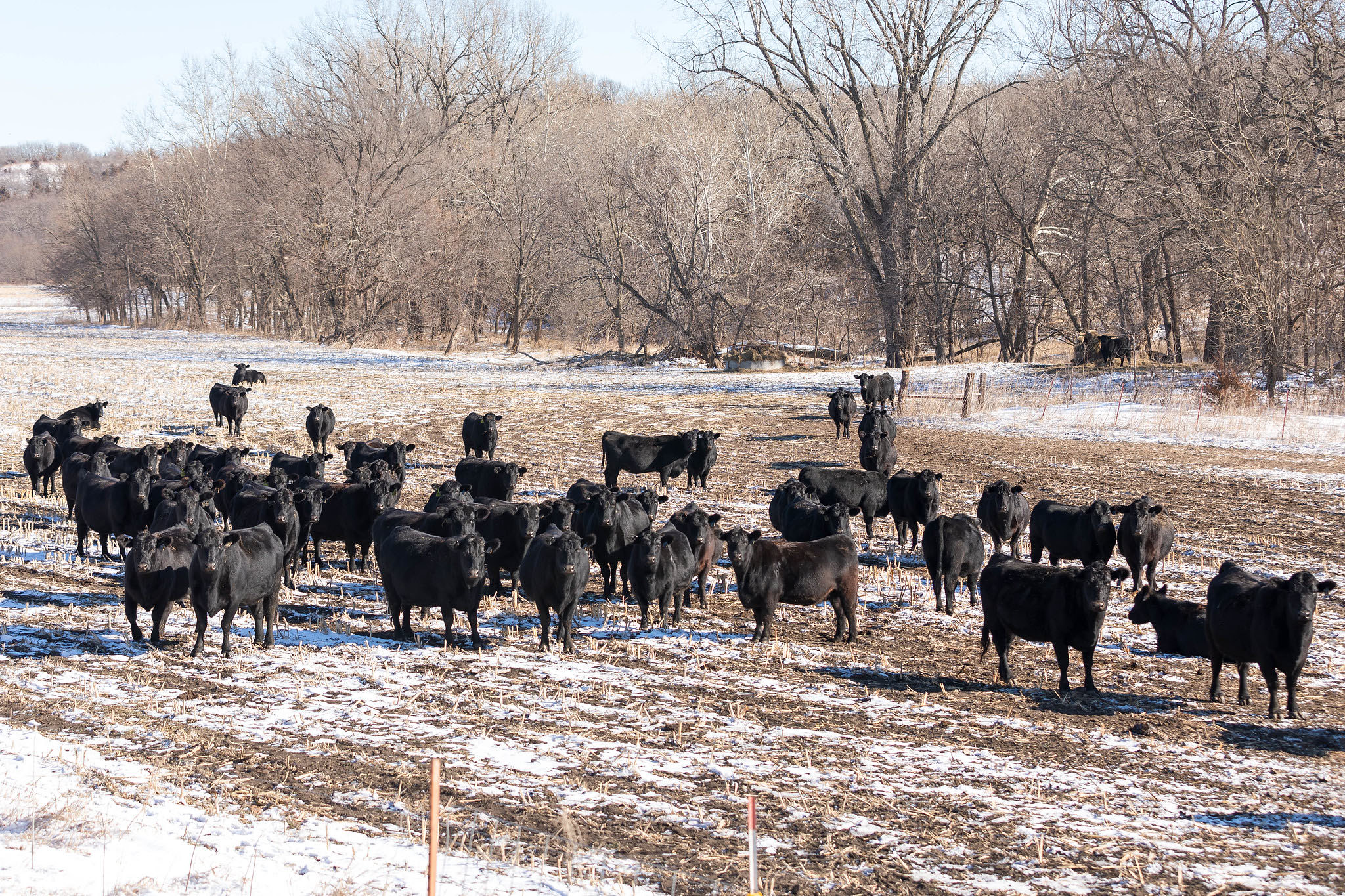 Angus cattle gather in a field. (Photo: K-State Research and Extension news service)