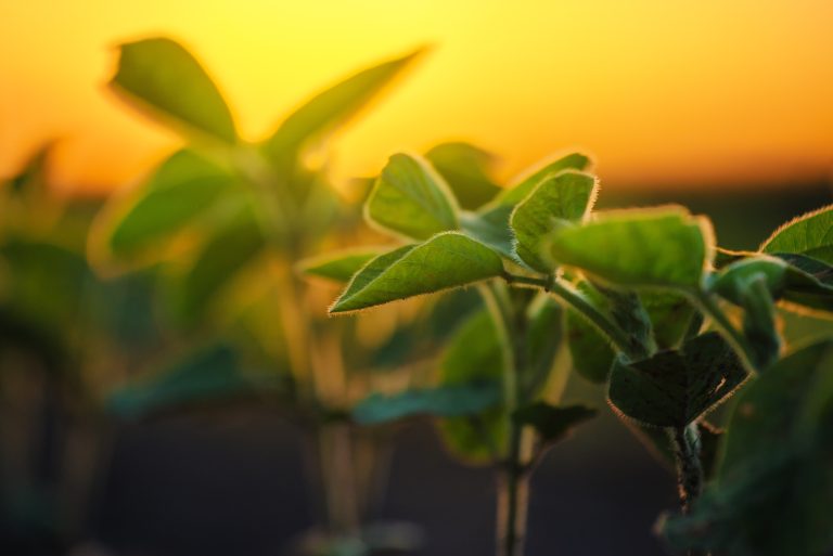 Producers will need to keep their soybean plants healthy in 2025, researchers say. (Photo courtesy of AdobeStock.)