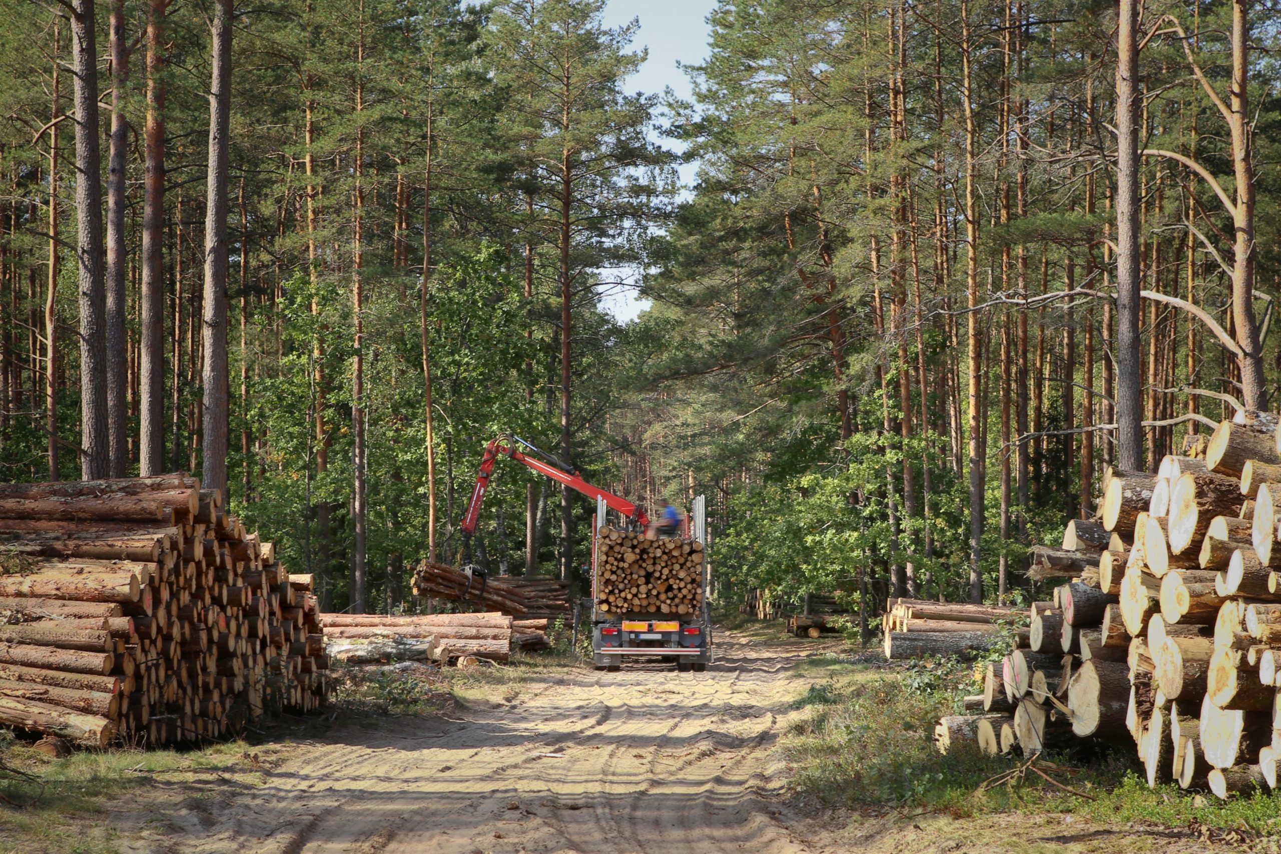 Timber harvesting and transportation in forest. Transport of forest logging industry, forestry industry. (Photo: Adobe Stock │ #224134937 - vaitekune)