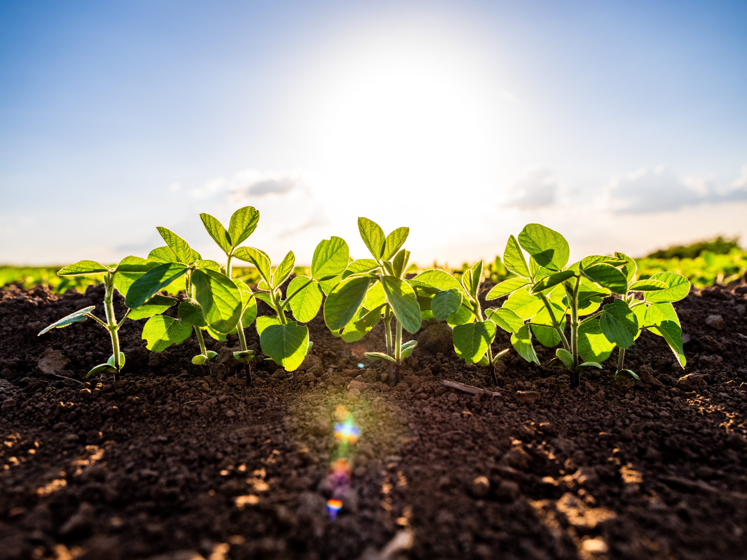 Green ripening soybean field, agricultural landscape. (Courtesy of AdobeStock.)