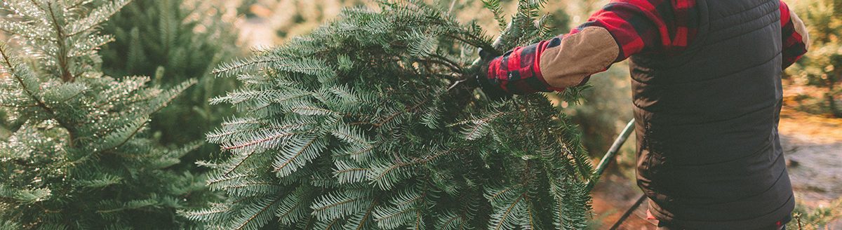 A man at a Christmas tree farm standing with the tree he cut down. (Adobe Stock │ #239441955 - CM Photo)