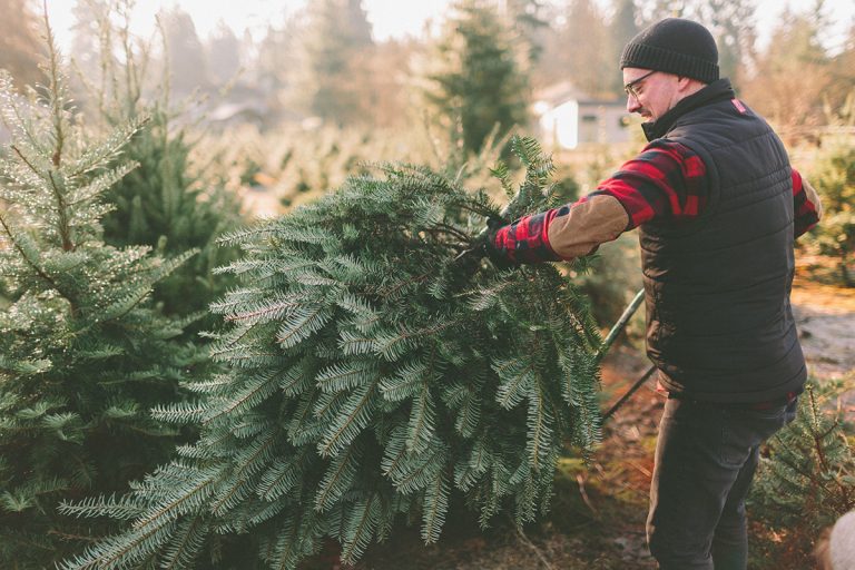 A man at a Christmas tree farm standing with the tree he cut down. (Adobe Stock │ #239441955 - CM Photo)