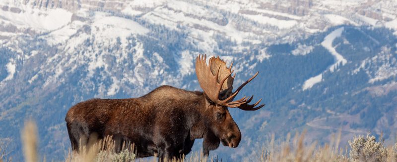 Bull Shiras Moose in Wyoming (Photo: Adobe Stock │#312930090 - equigini)