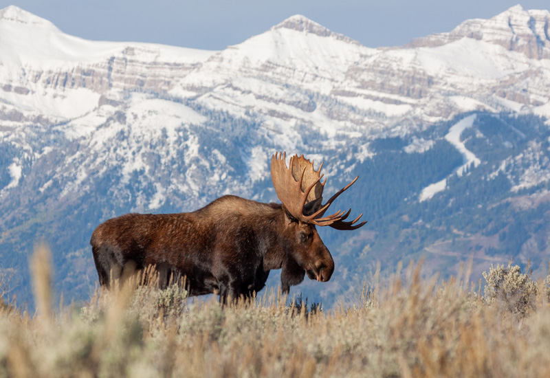 Bull Shiras Moose in Wyoming (Photo: Adobe Stock │#312930090 - equigini)