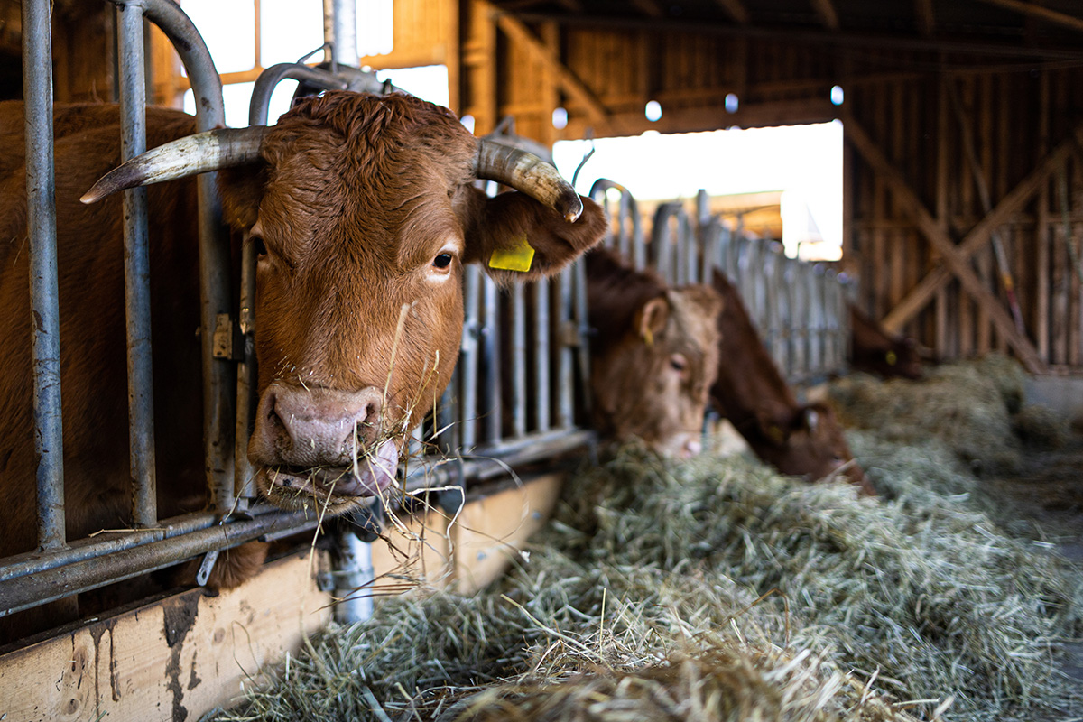 Cows in the stable eat hay. (Photo: Adobe Stock │ #322327093 - Lukas)