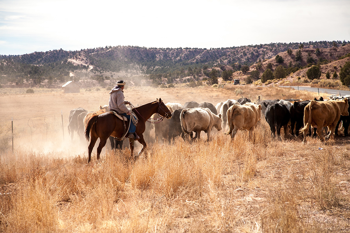 A lone cowboy is moving a small herd of cattle to a greener pasture, near Hatch, UT. (Photo: Adobe Stock │ #366190283 - Bob)