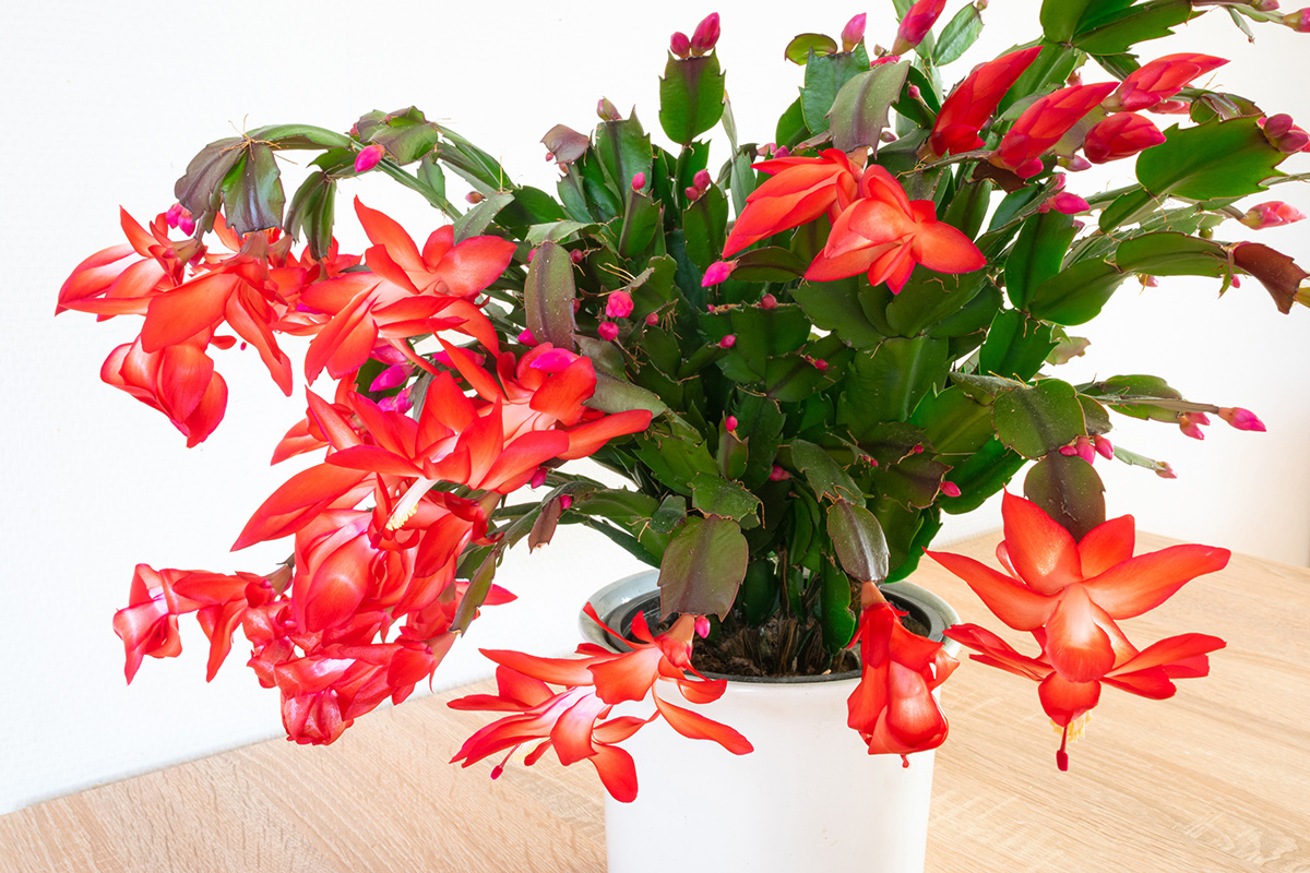 Vibrant red flowers of Christmas cactus (Schlumbergera) (Photo: Adobe Stock │ #395371010 - Menyhert)