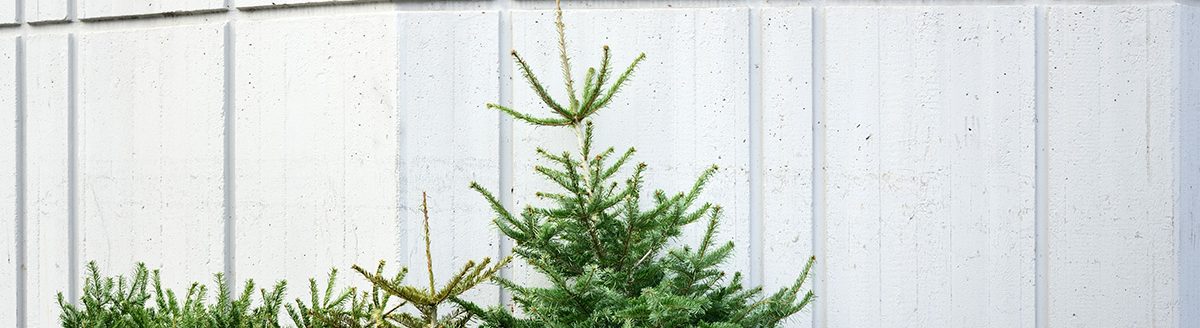 After Christmas, there are three used and old Christmas trees on the street, leaning against a concrete wall. (Photo: Adobe Stock │ #405184089 - leopictures)