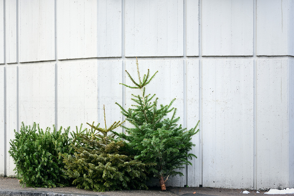 After Christmas, there are three used and old Christmas trees on the street, leaning against a concrete wall. (Photo: Adobe Stock │ #405184089 - leopictures)