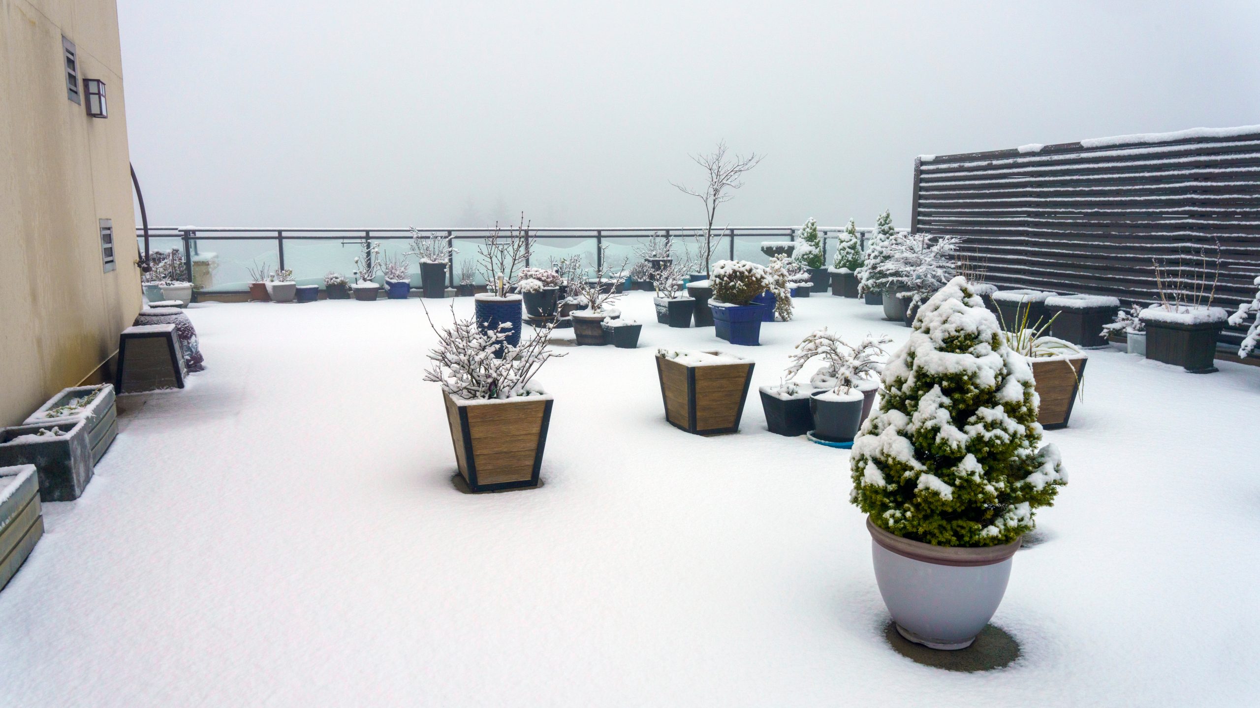 Fresh snow on trees and shrubs on BC rooftop patio. (Photo: Adobe Stock │ #474463915 - Andrew)